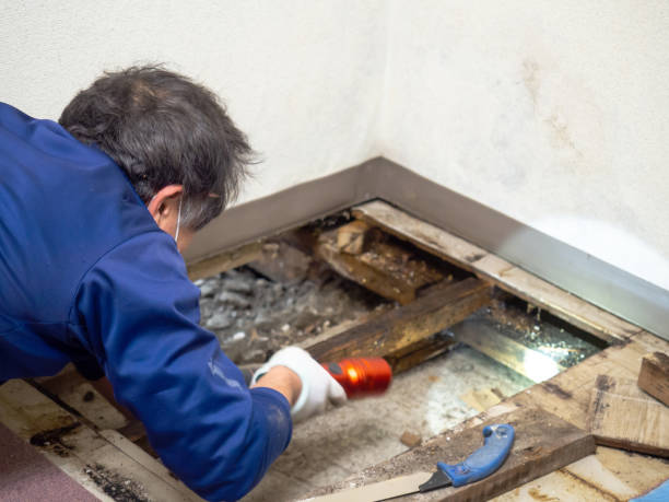 Best Mold Remediation Experts  in East Dennis, MA