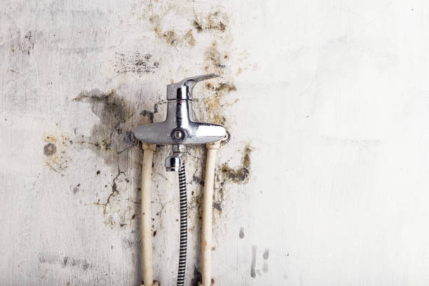 Best Same-Day Mold Removal  in East Dennis, MA
