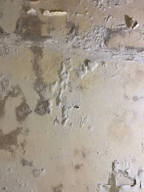 Best Fast Mold Removal  in East Dennis, MA