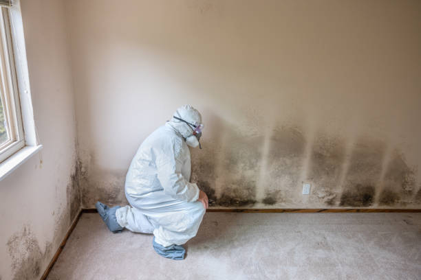 Best Mold Removal Specialists  in East Dennis, MA