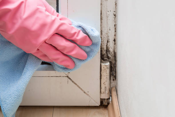 Best Mold Damage Repair  in East Dennis, MA