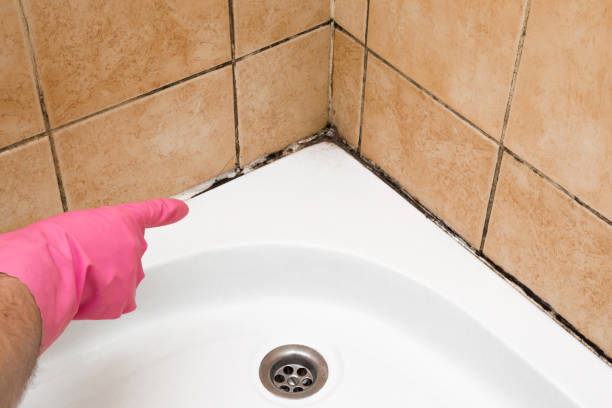 Best Affordable Mold Removal  in East Dennis, MA